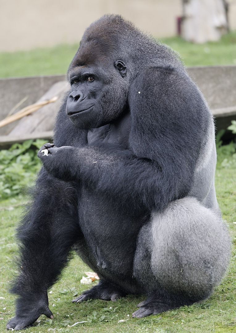 Silverback gorilla