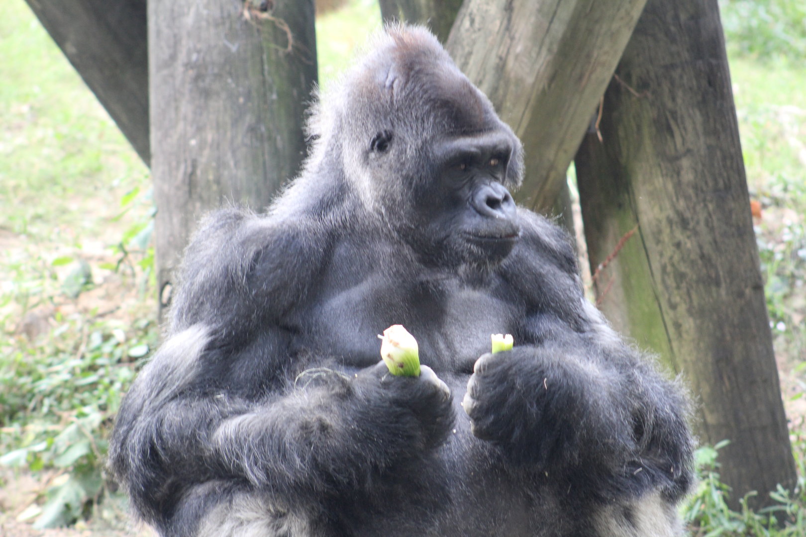 Silverback gorilla