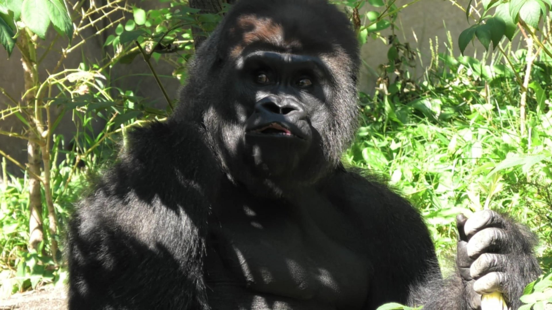 Silverback gorilla
