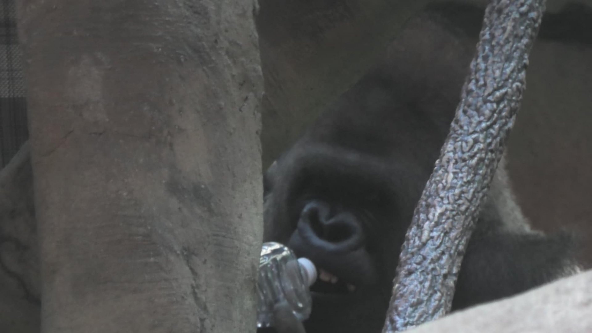 Silverback gorilla