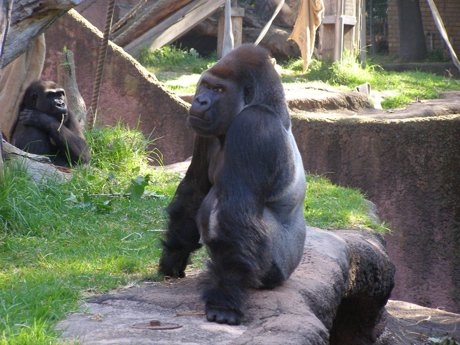 Silverback Gorilla