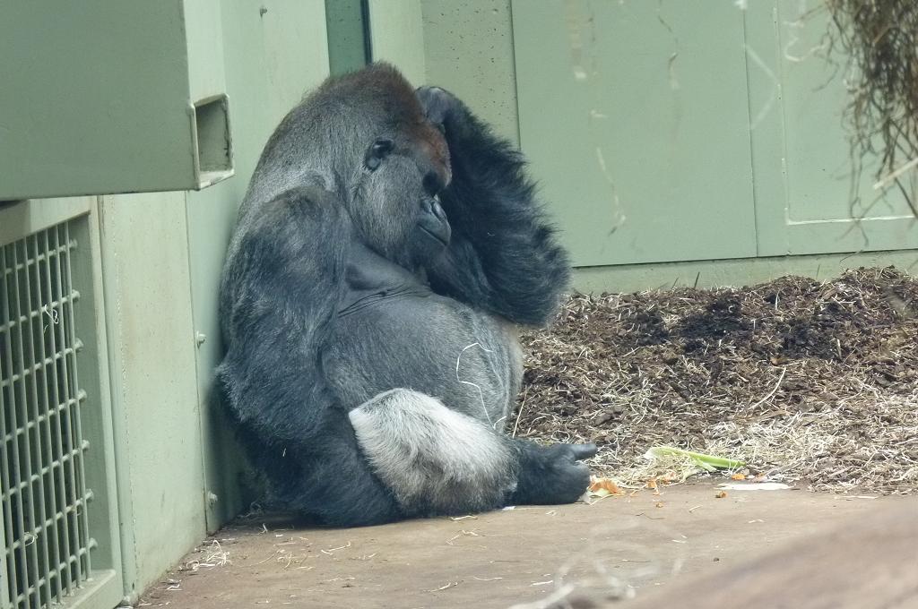 Silverback, Harry, July 2012