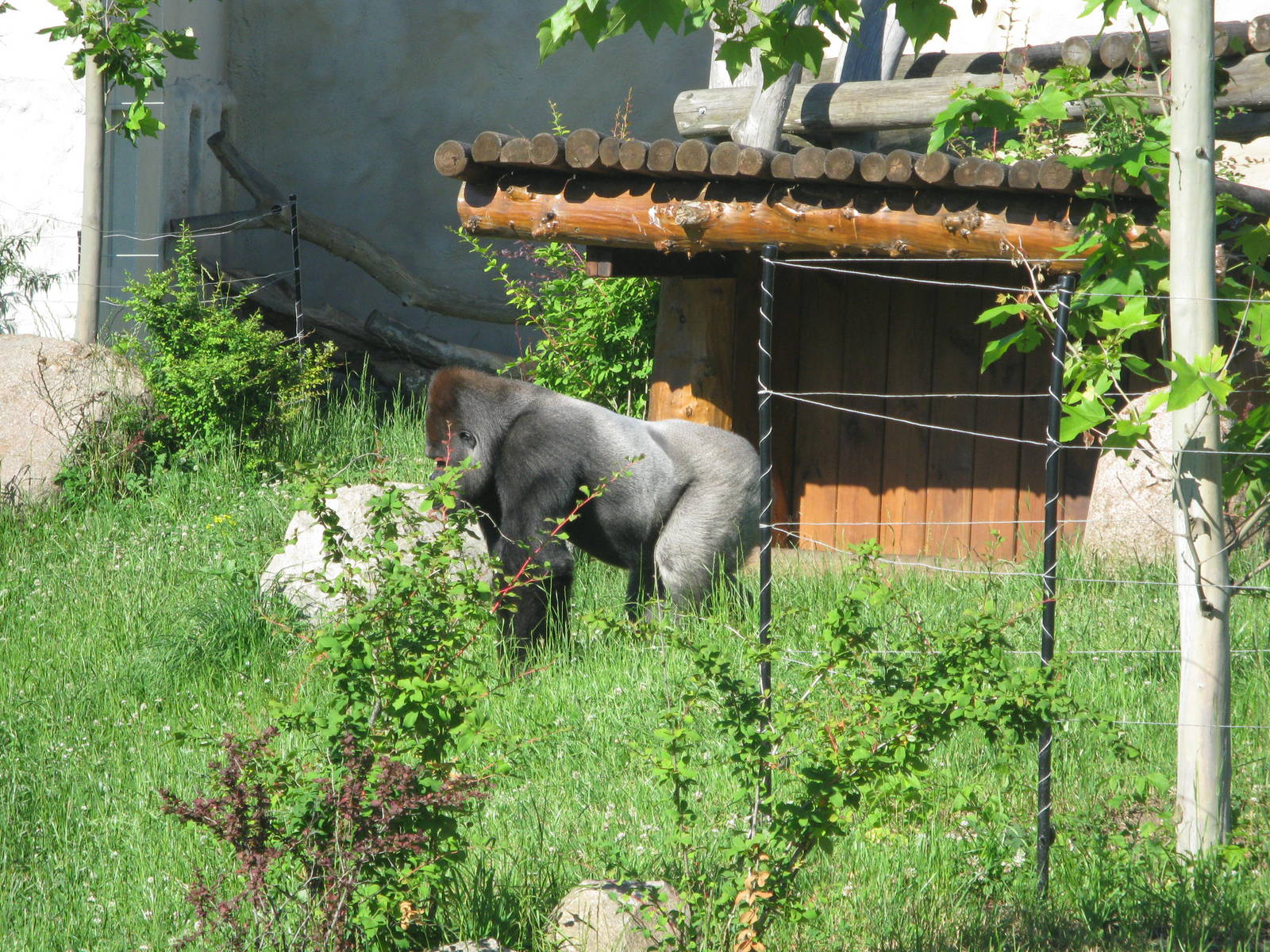 Silverback in gorilla's outdoor exhibit