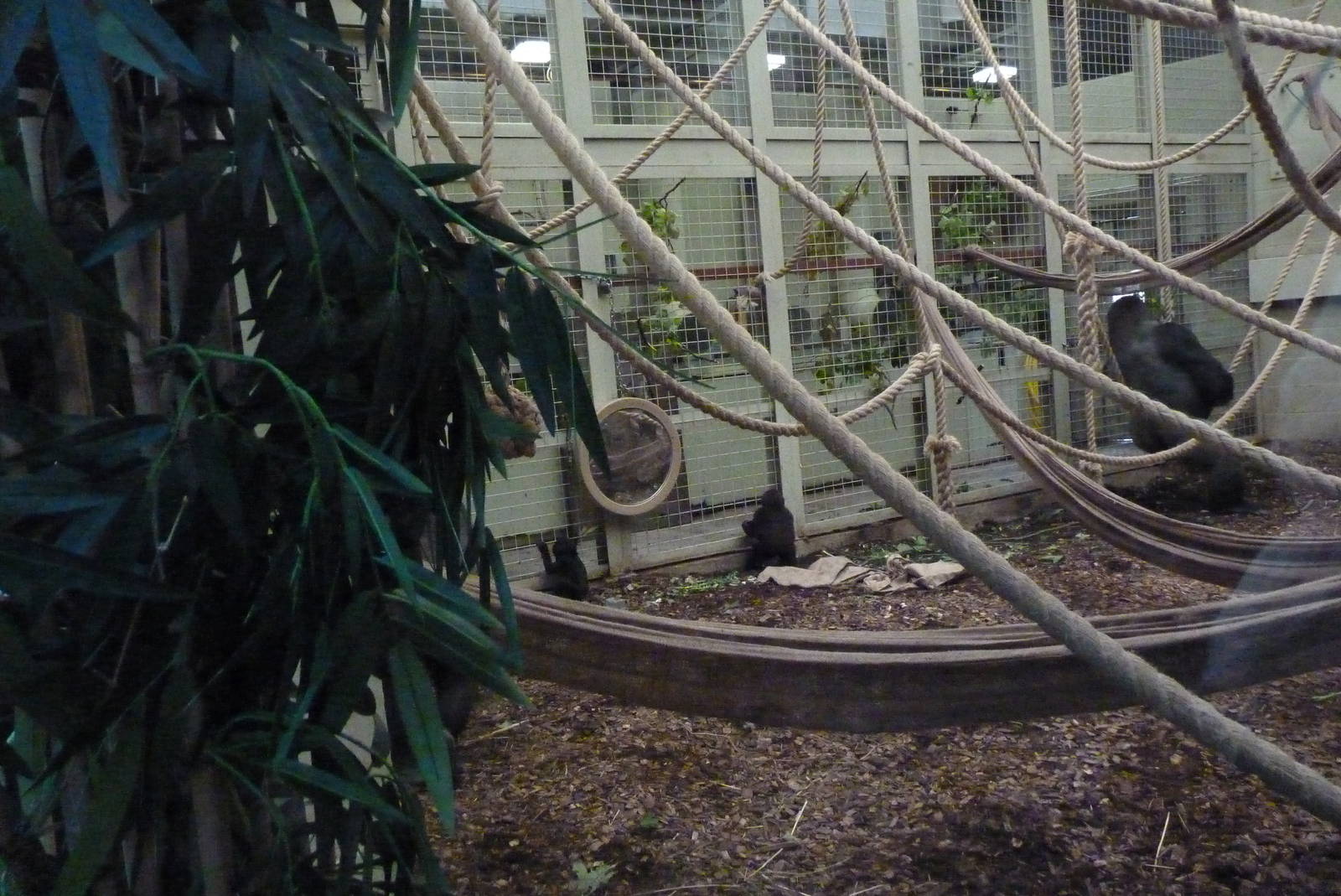 Silverback, Kumbuka, and infants, September 2016