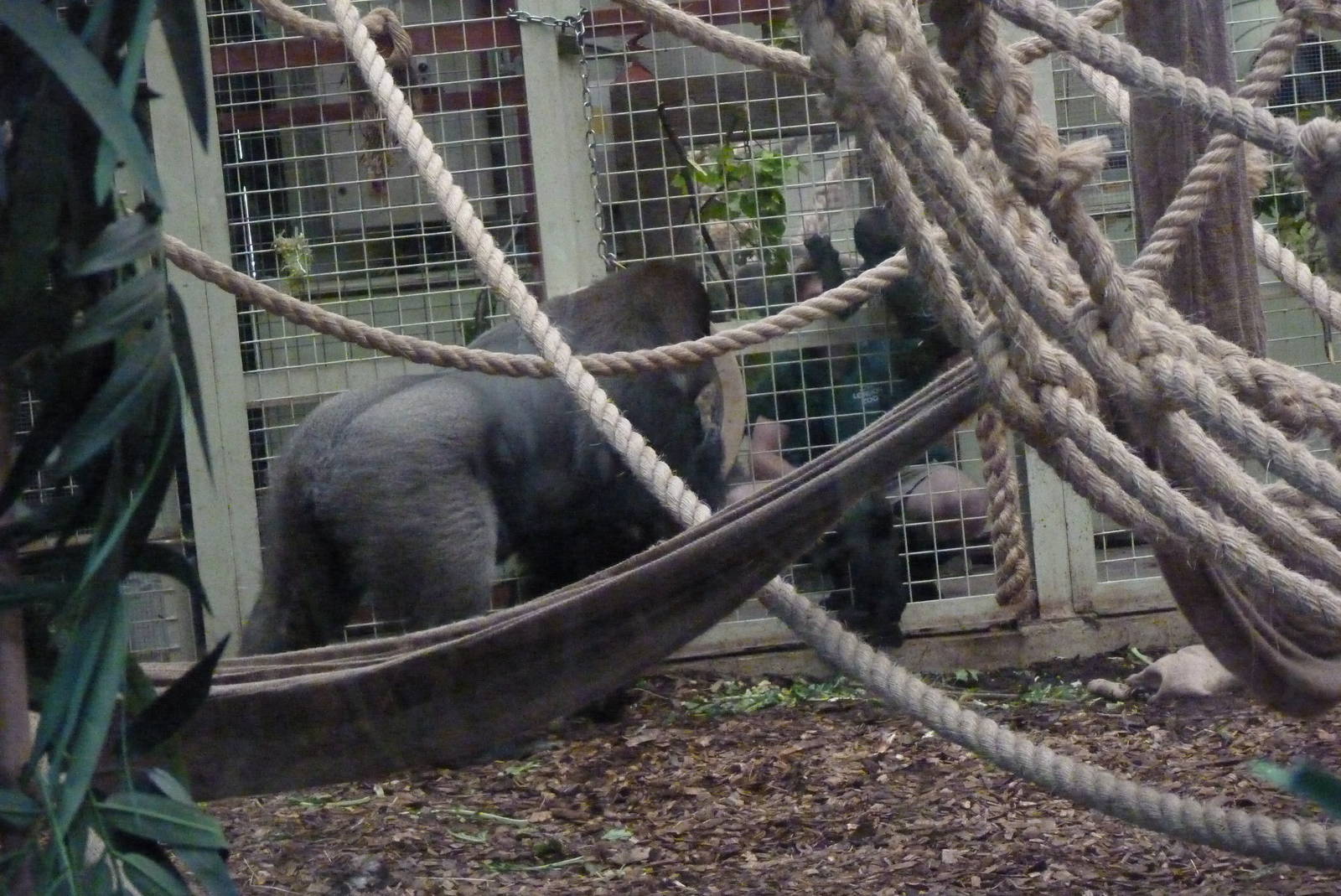 Silverback, Kumbuka, and son, September 2016