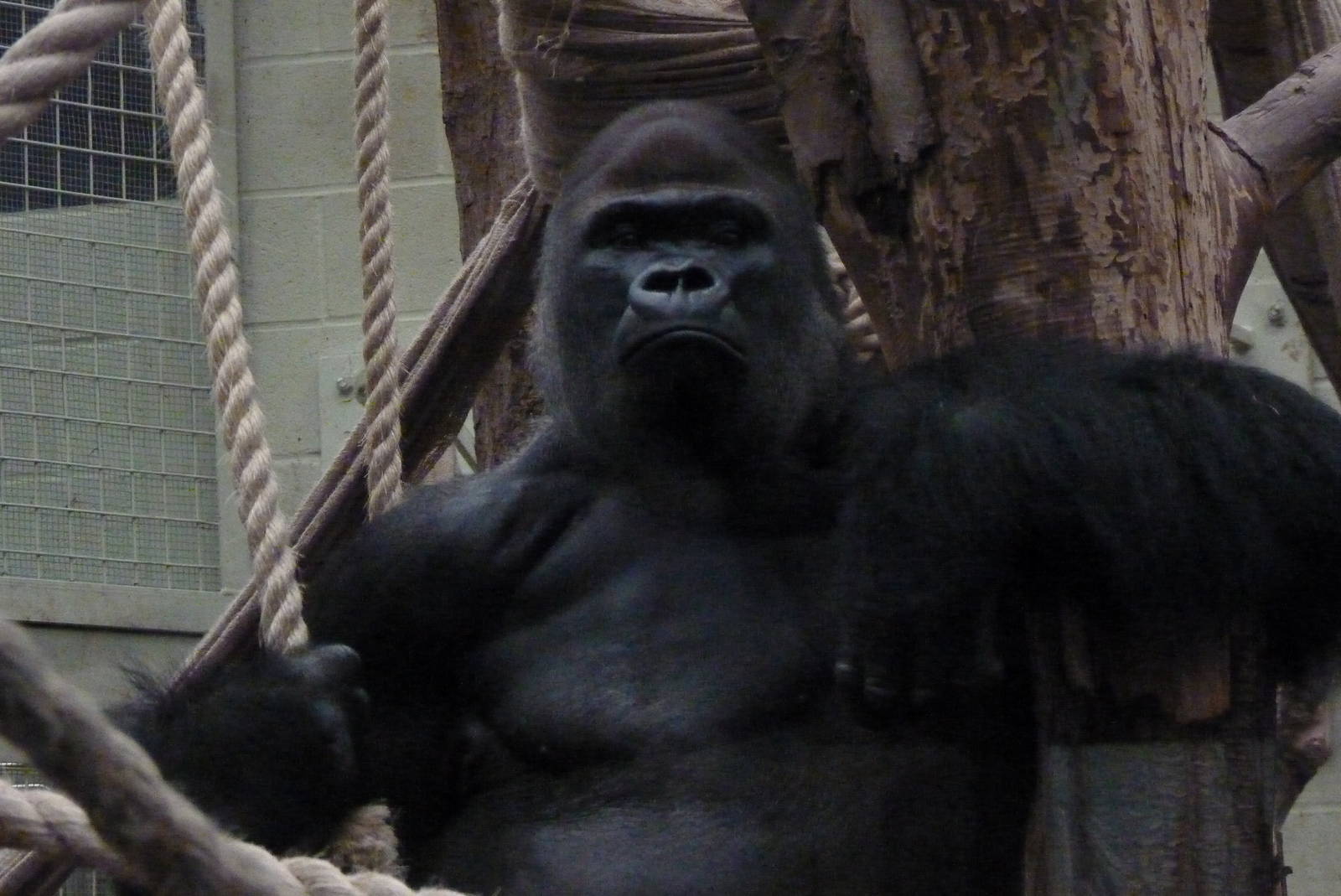 Silverback, Kumbuka, September 2016