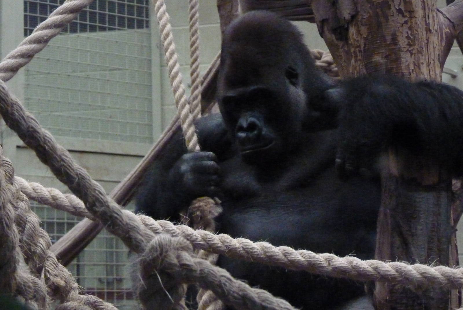 Silverback, Kumbuka, September 2016