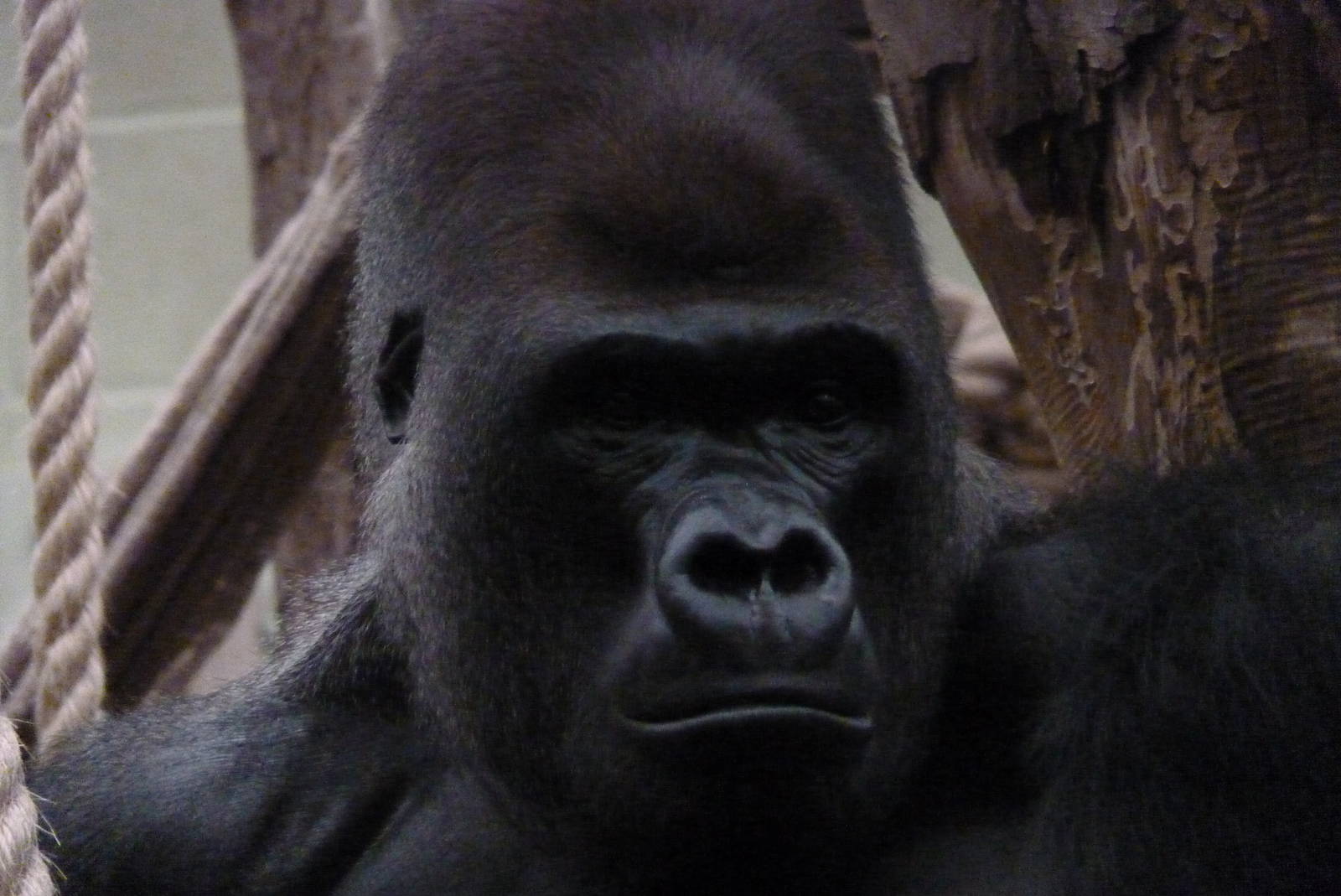 Silverback, Kumbuka, September 2016