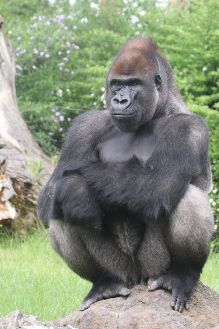 Silverback, lowland gorilla