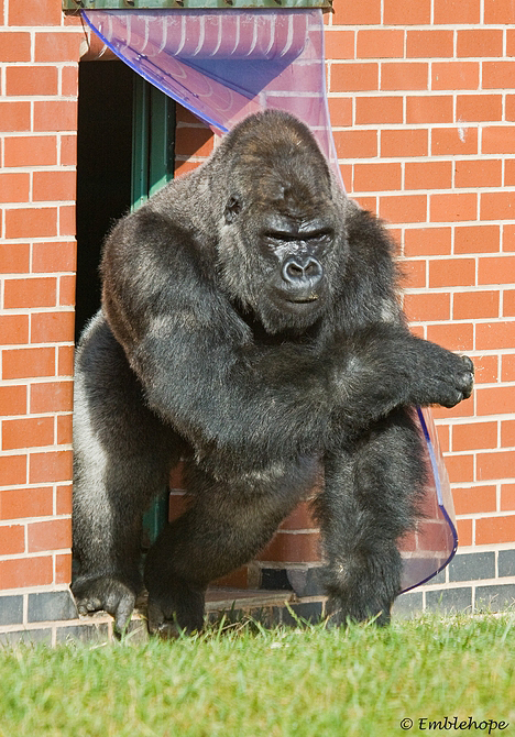 Silverback male Gorilla.