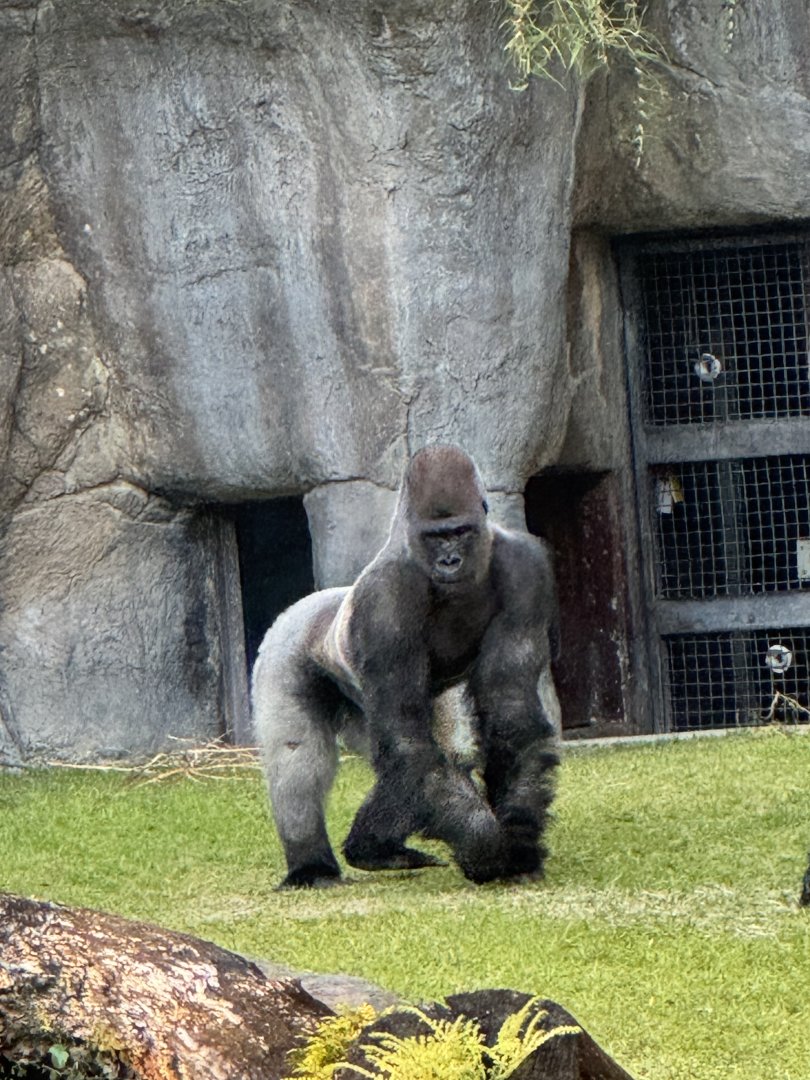 Silverback Moe