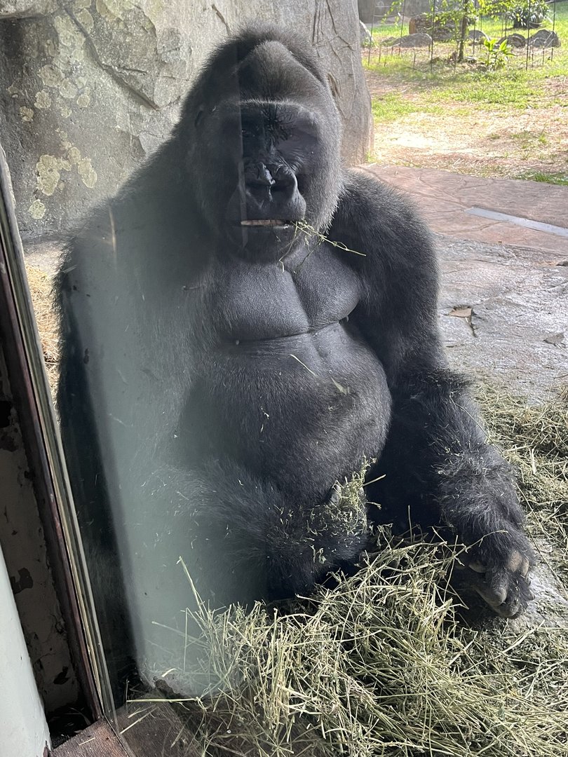 Silverback Mosuba