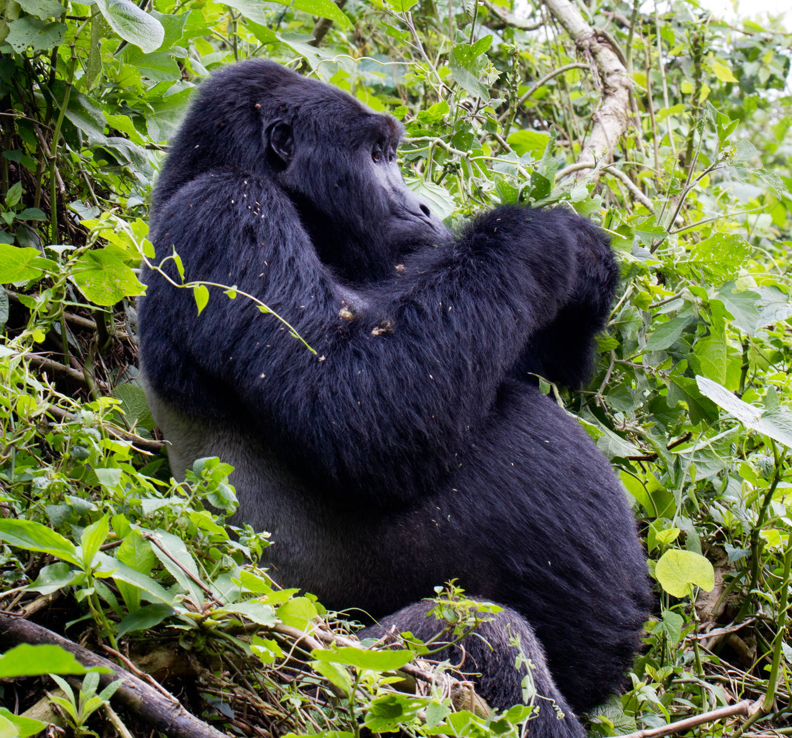 Silverback Mountain Gorilla (Mwirima)