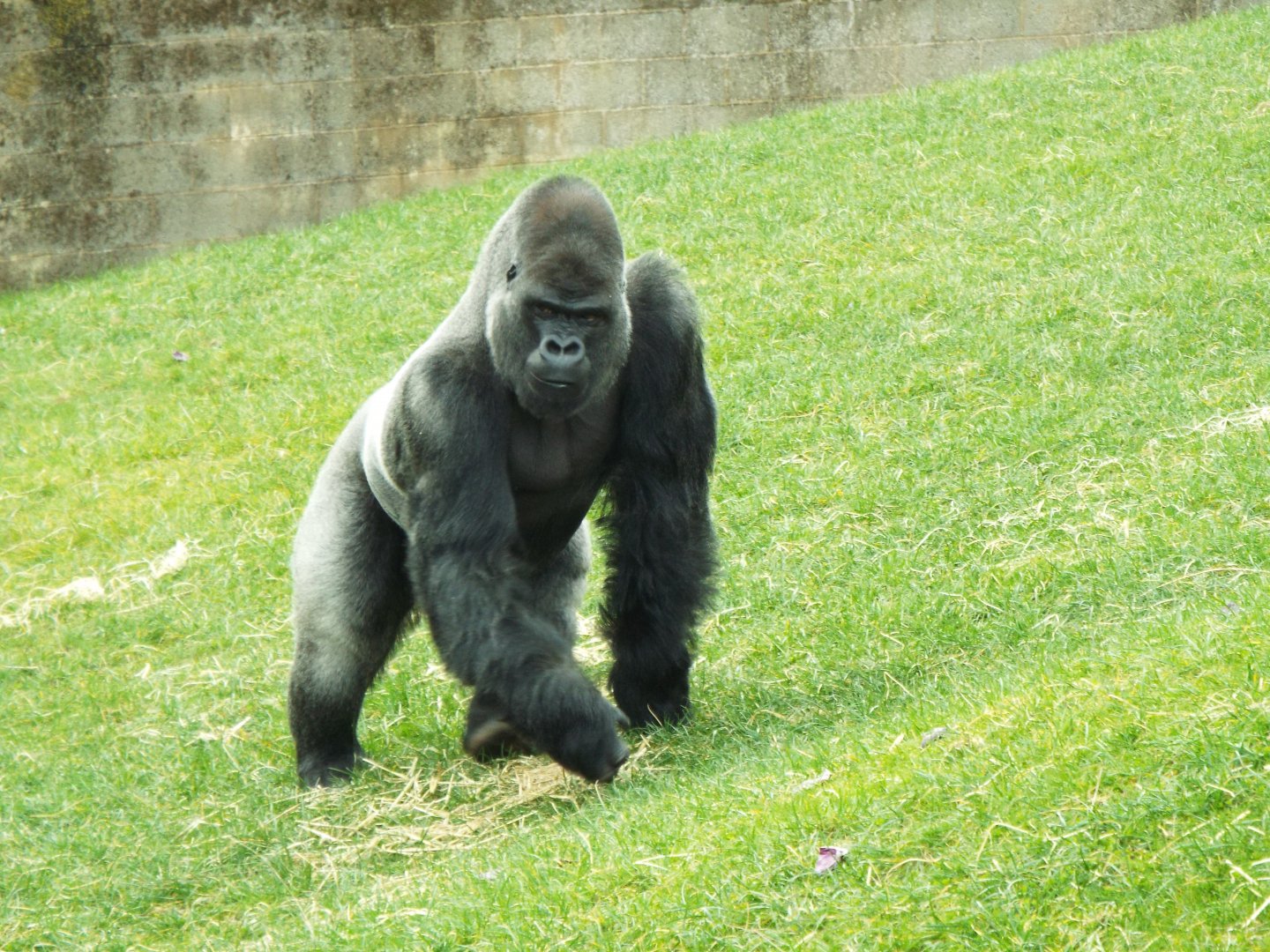 Silverback - Twycross Zoo