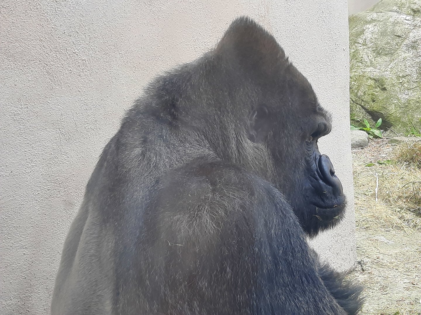 Silverback Western Gorilla