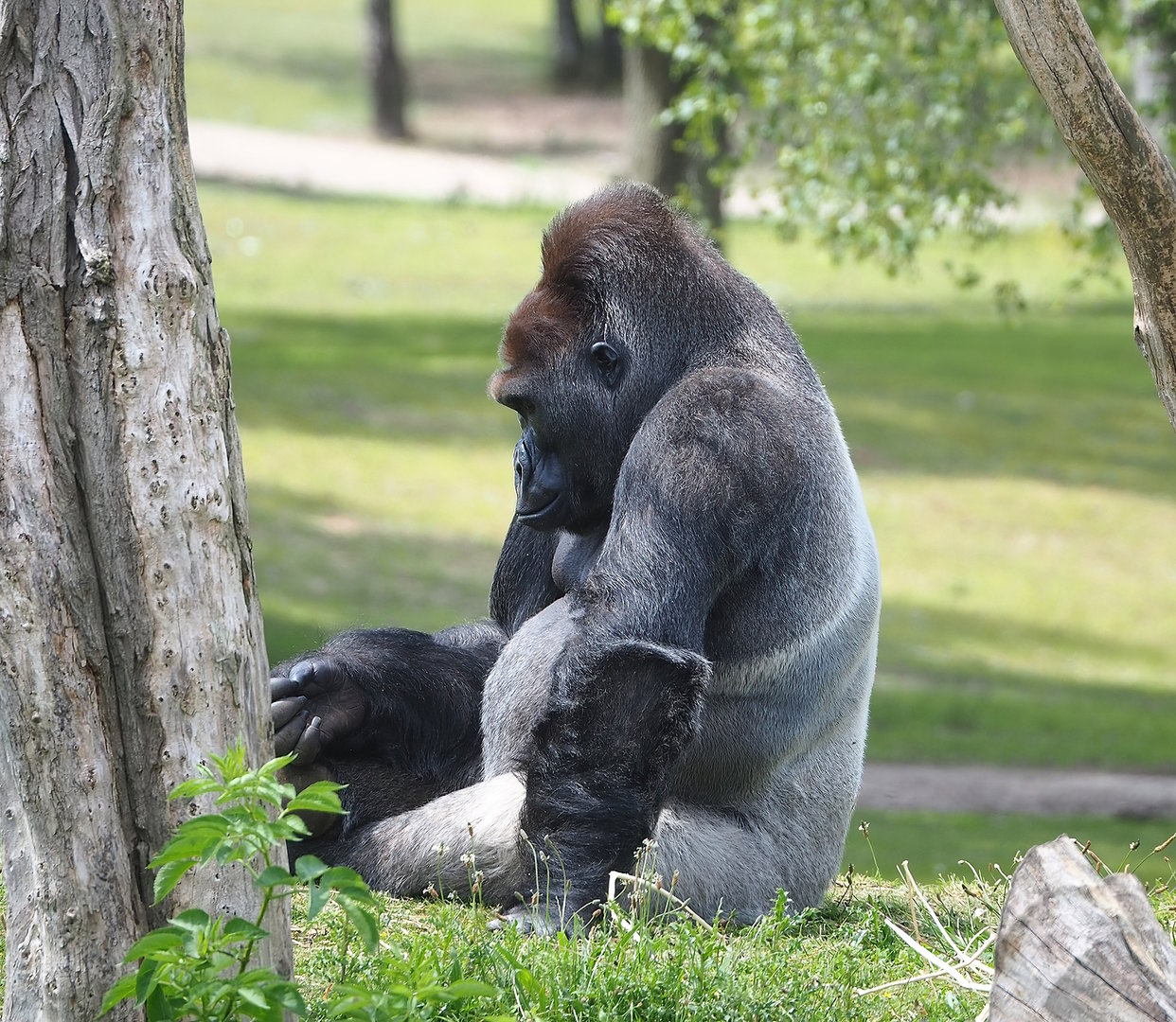 Silverback Western lowland gorilla (Gorilla gorilla gorilla), 2022-06-12
