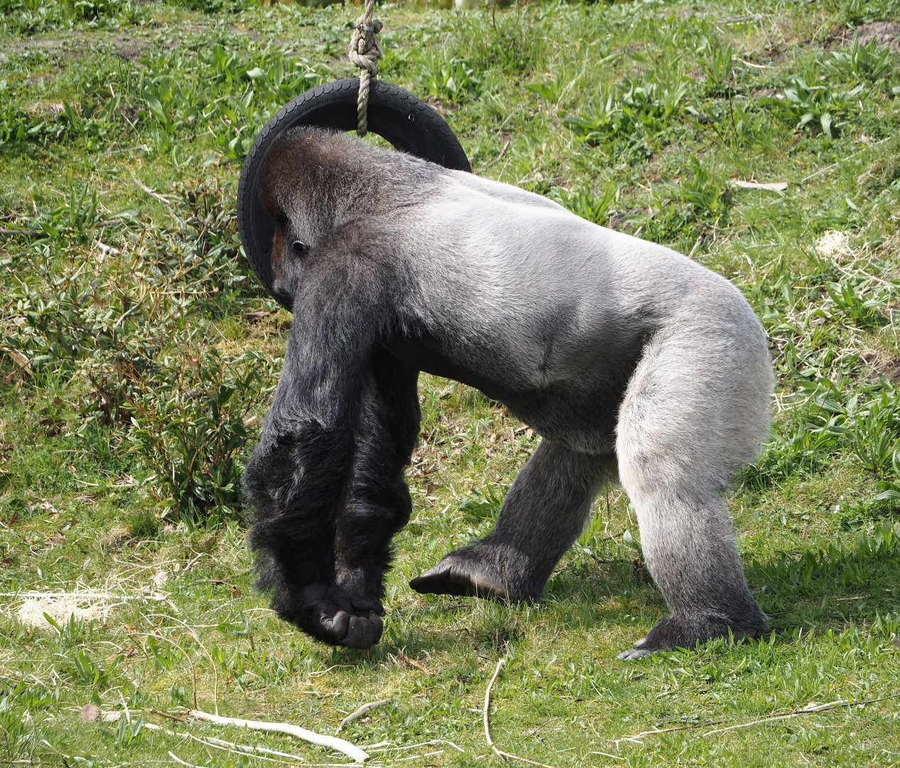 Silverback Western lowland gorilla (Gorilla gorilla gorilla), 2024-04-06
