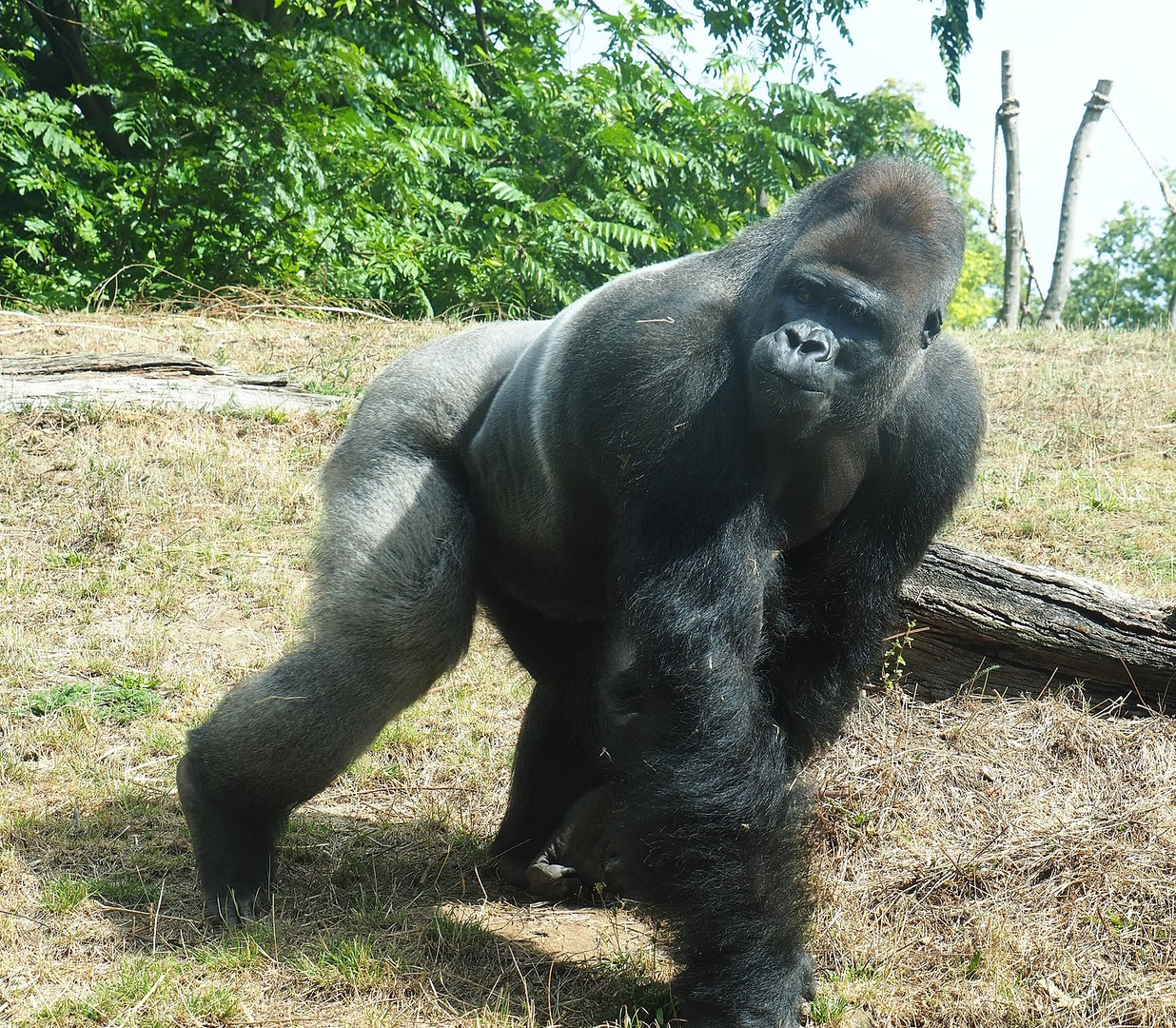 Silverback Western lowland gorilla (Gorilla gorilla gorilla) Lomako, 2022-08-20