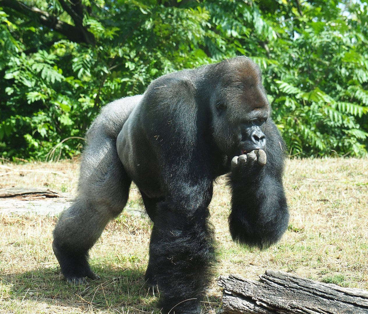 Silverback Western lowland gorilla (Gorilla gorilla gorilla) Lomako, 2022-08-20