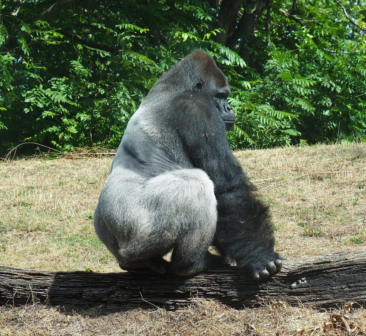 Silverback Western lowland gorilla (Gorilla gorilla gorilla) Lomako, 2022-08-20