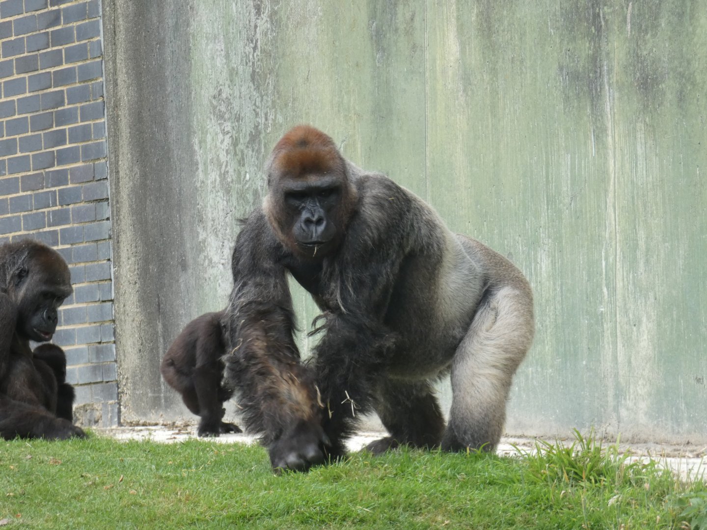 Silverback Western Lowland Gorilla