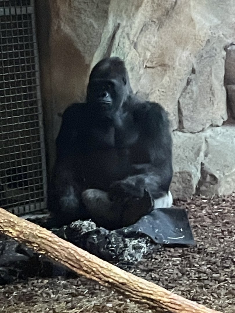 Silverback Western Lowland Gorilla