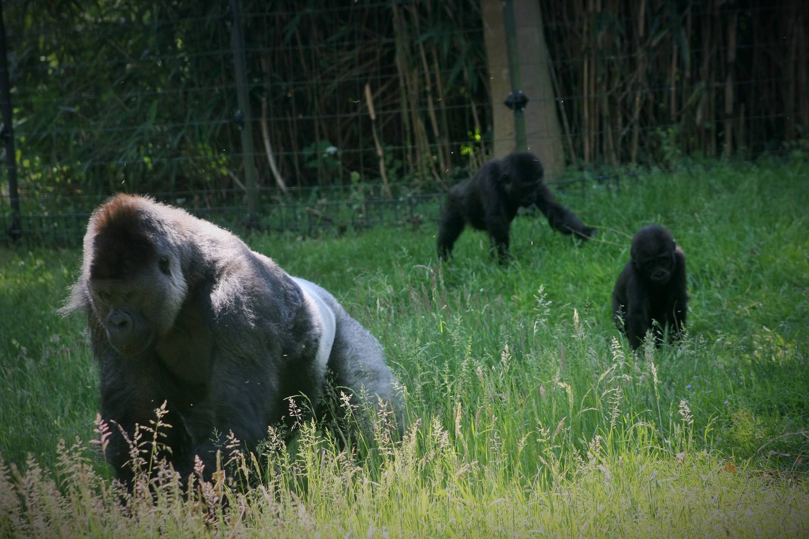 Silverback with the twins.