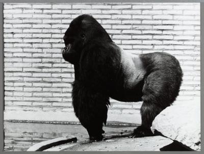Silverback