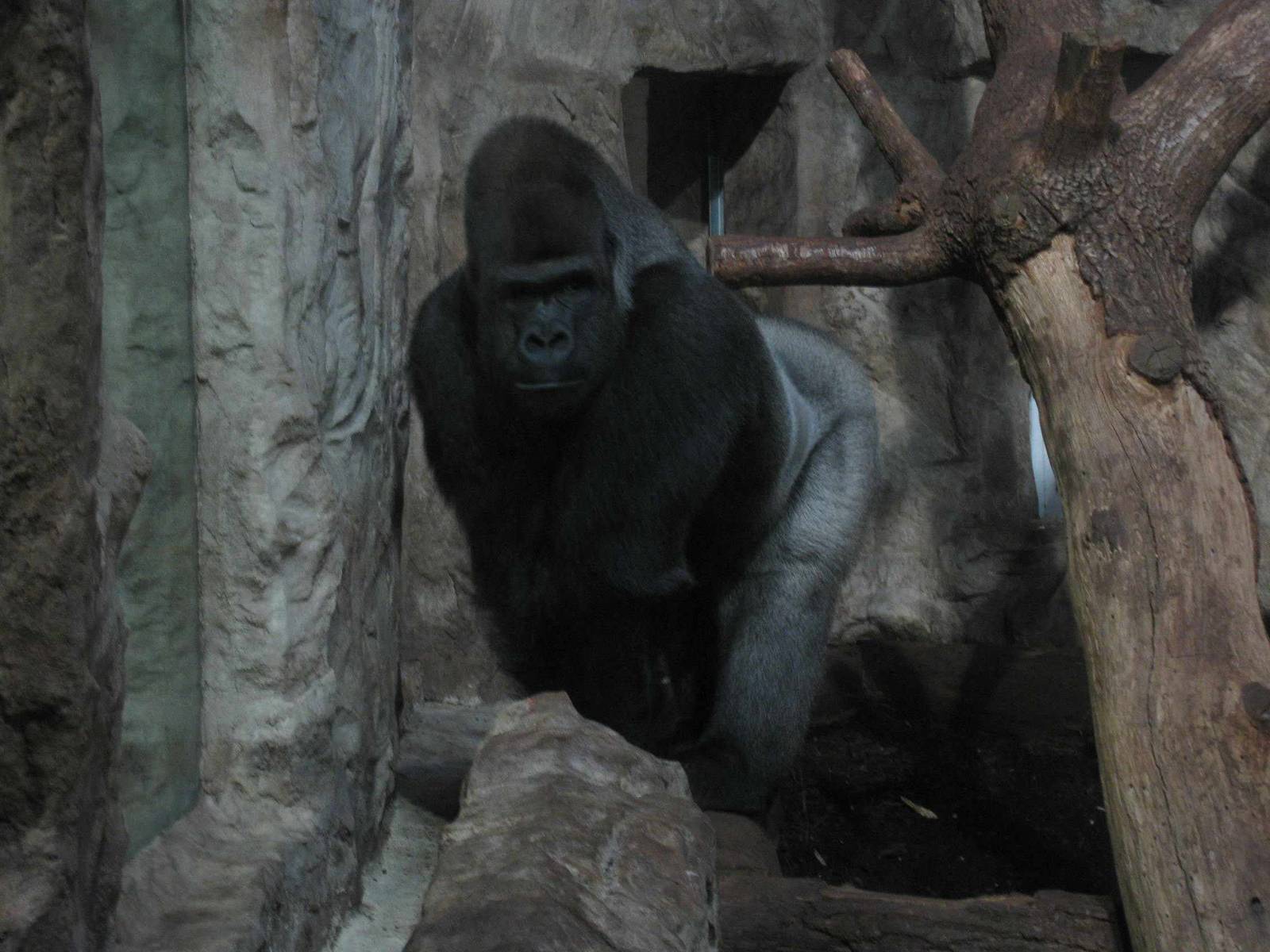 Silverback