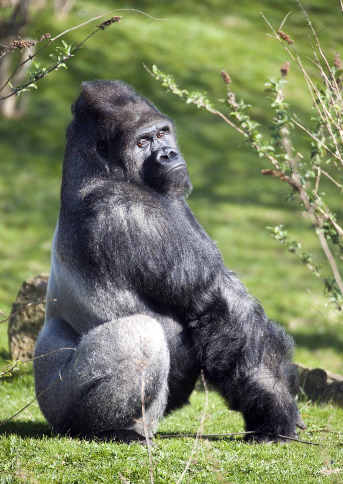 Silverback