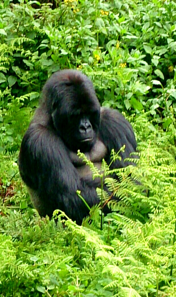 silverback
