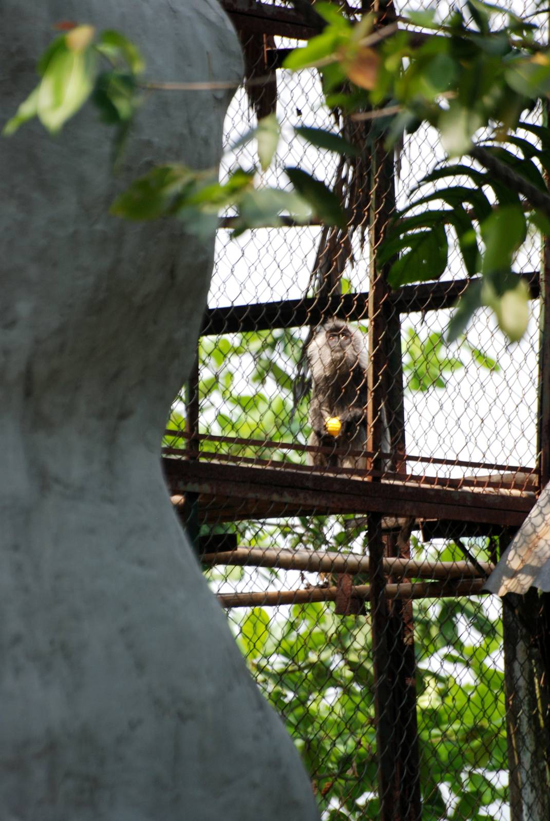 Silvered Langur at Saigon Zoo, 16/03/12
