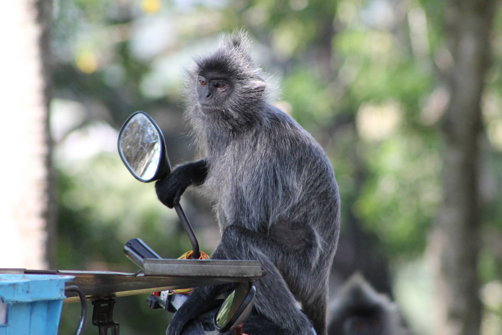 silvered langur (Trachypithecus cristatus)