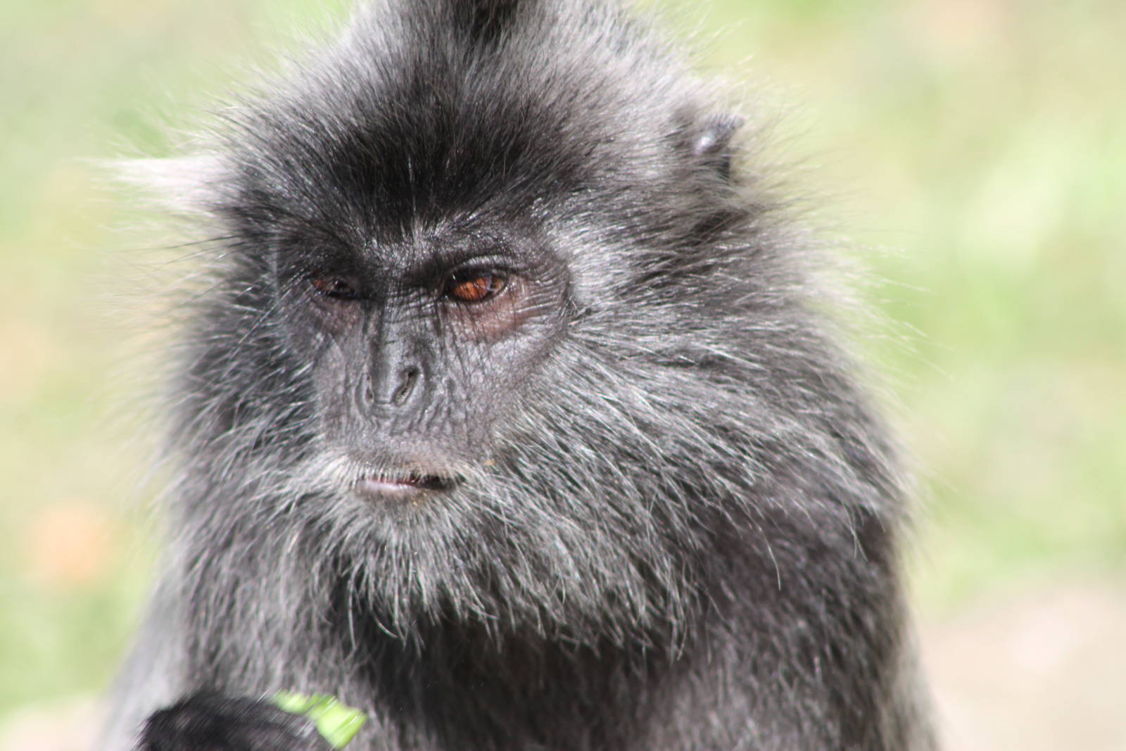 silvered langur (Trachypithecus cristatus)