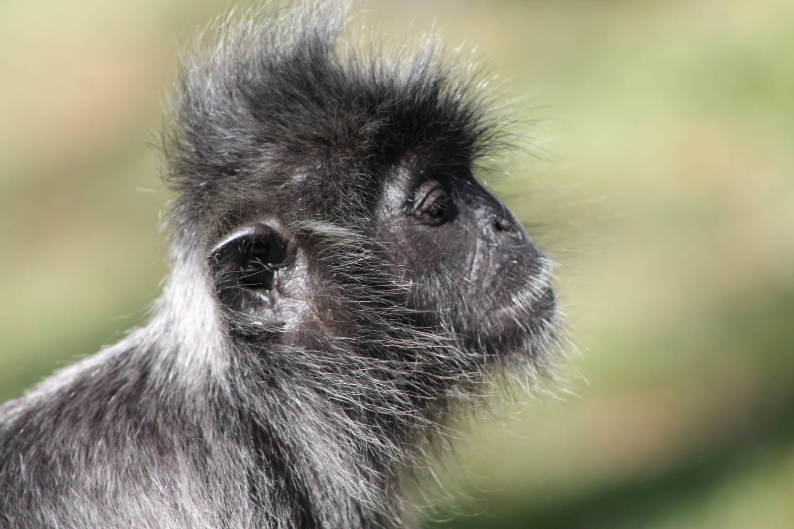 silvered langur (Trachypthecus cristatus)