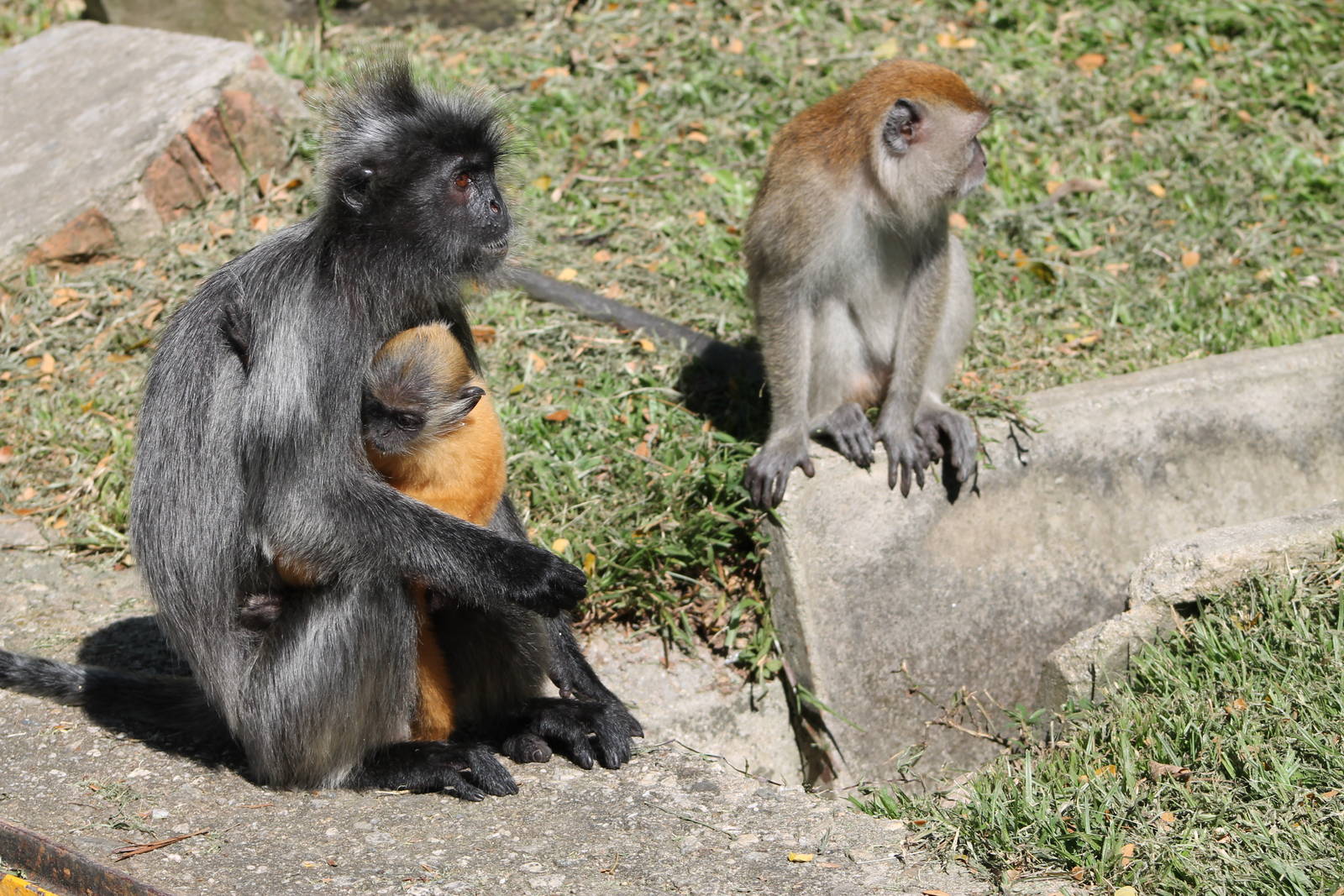 silvered langurs and crab-eating macaque