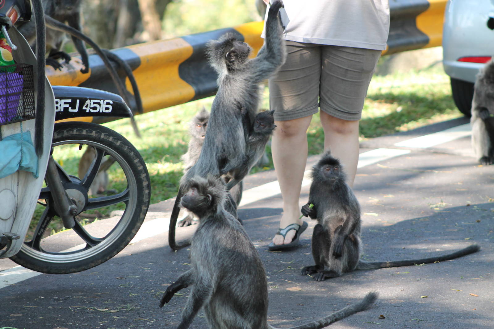 silvered langurs (Trachypithecus cristatus)