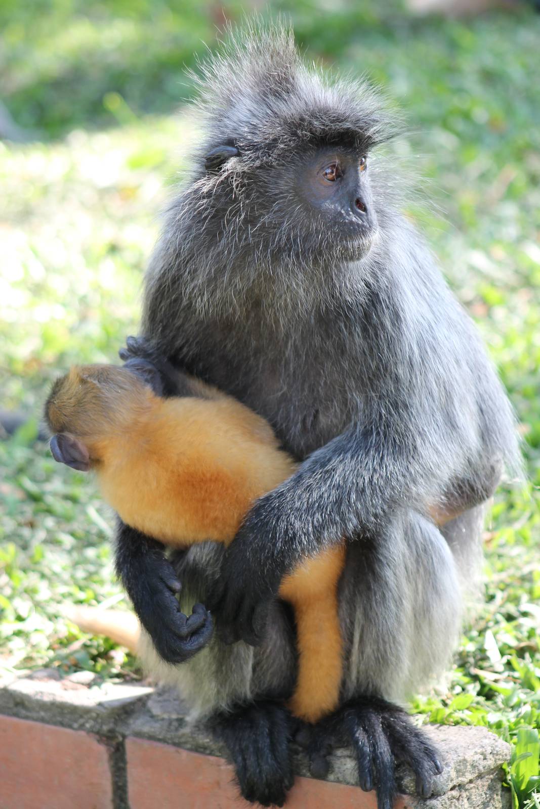 silvered langurs (Trachypithecus cristatus)