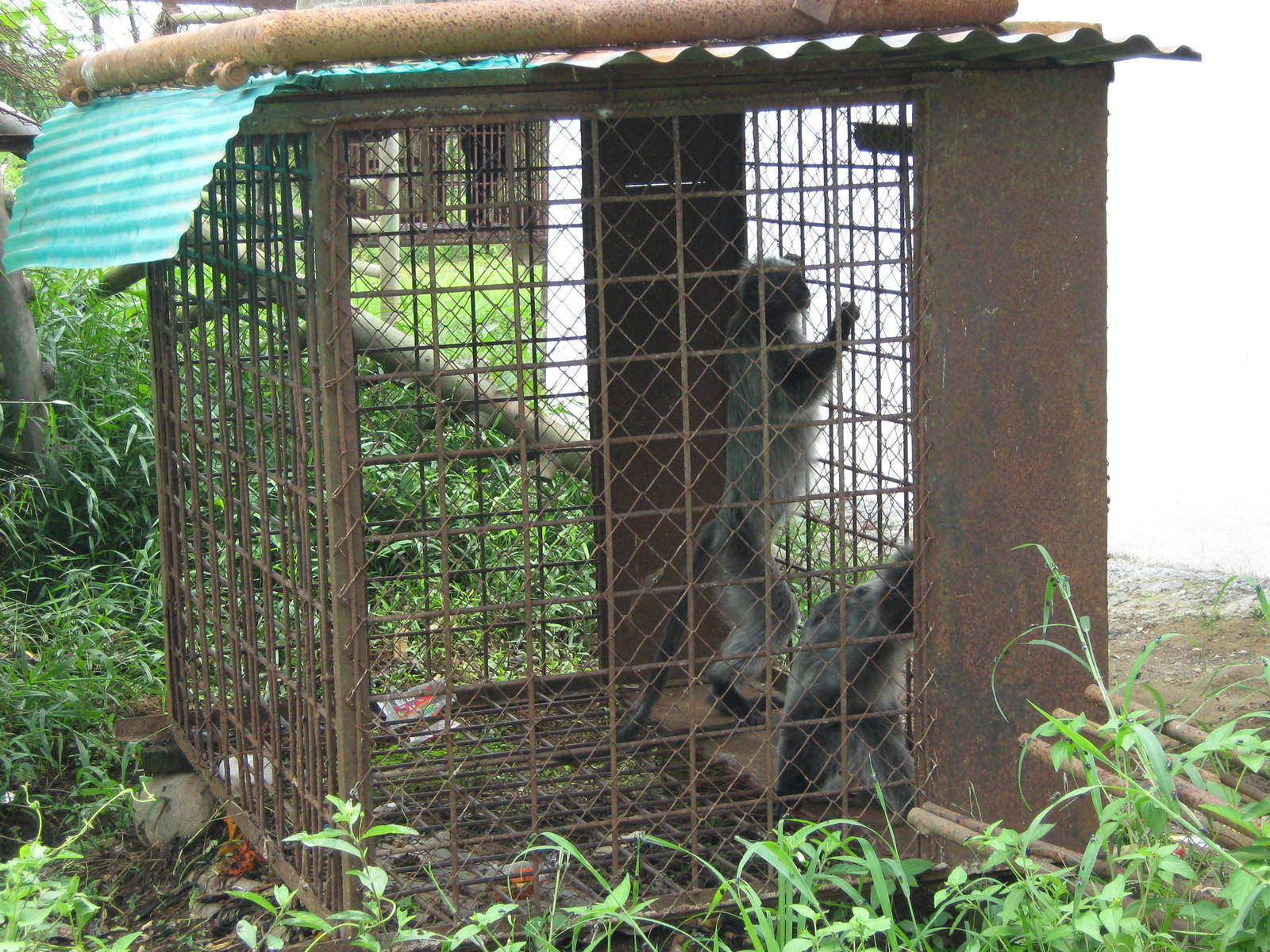 silvered langurs (Trachypithecus cristatus)