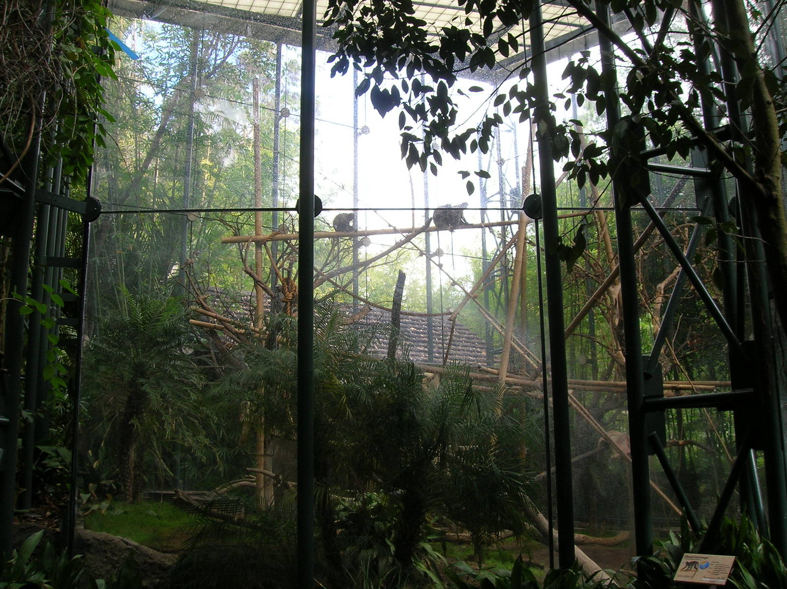 Silvered Leaf-langur Exhibit 1 2-6-09