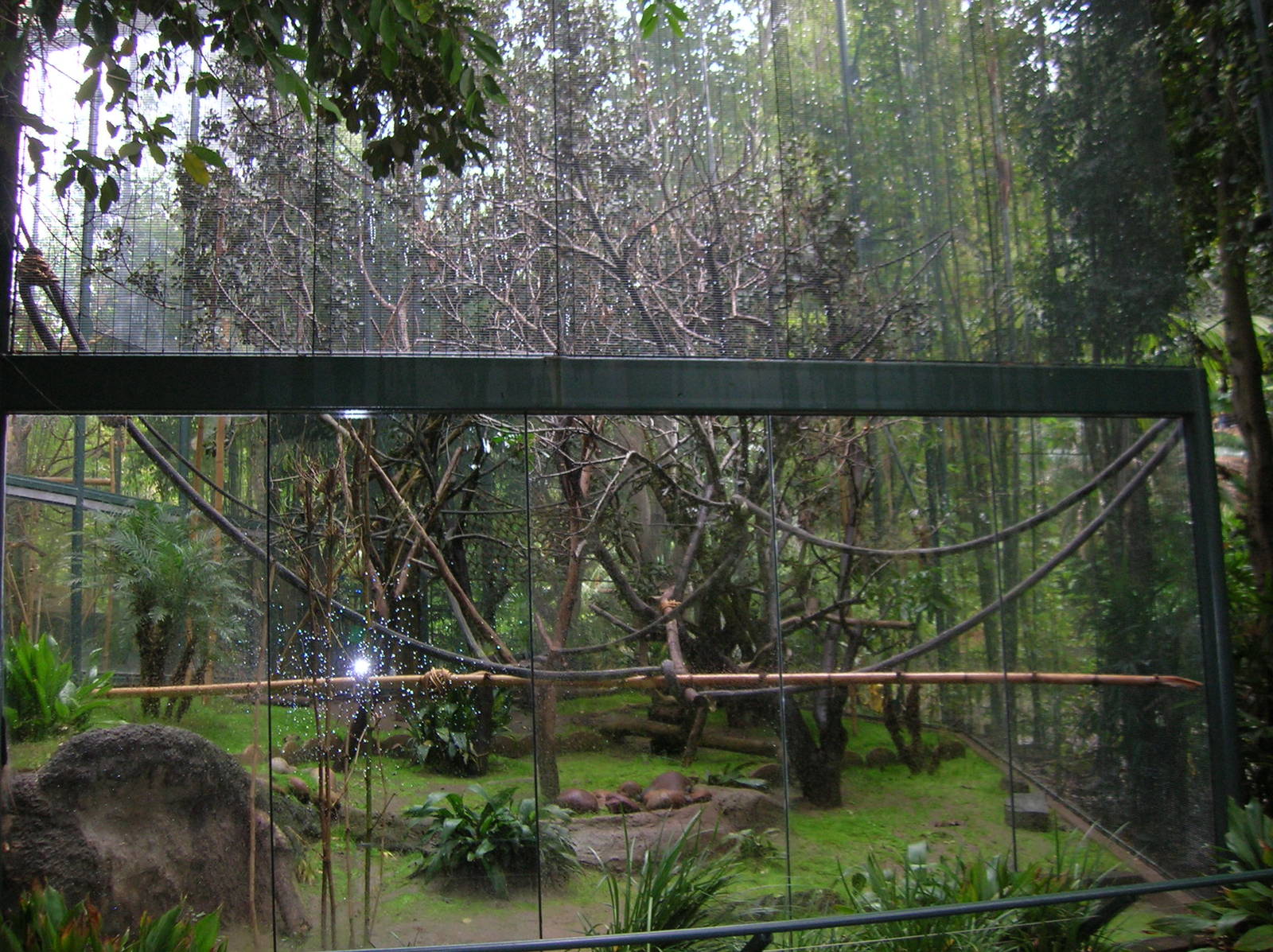 Silvered Leaf-langur Exhibit 2 2-6-09
