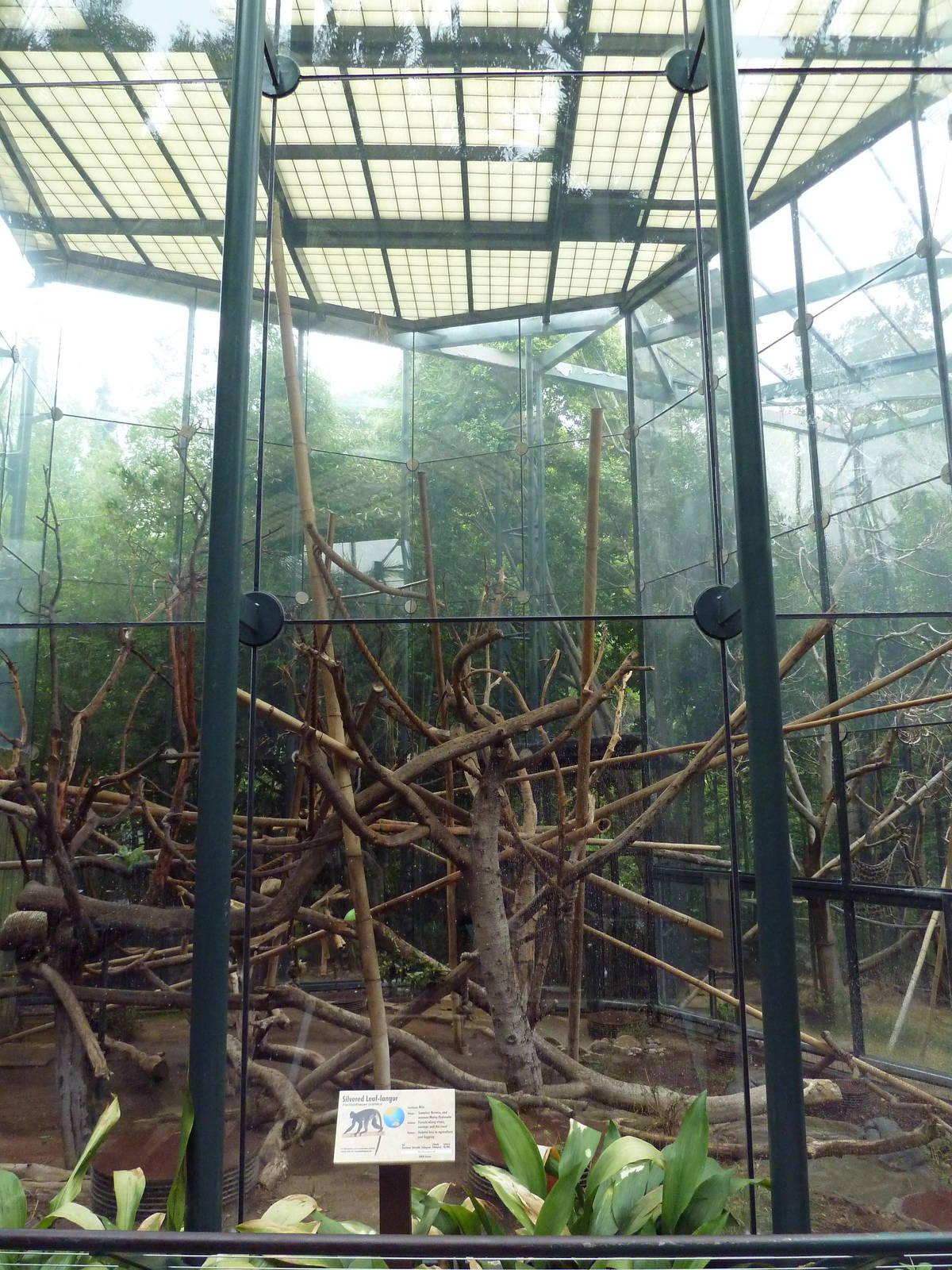 Silvered-Leaf Langur Exhibit