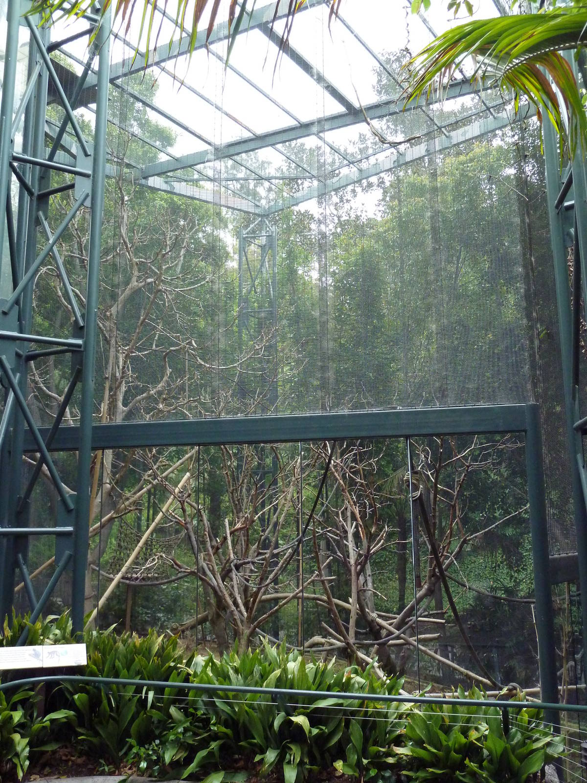 Silvered-Leaf Langur Exhibit