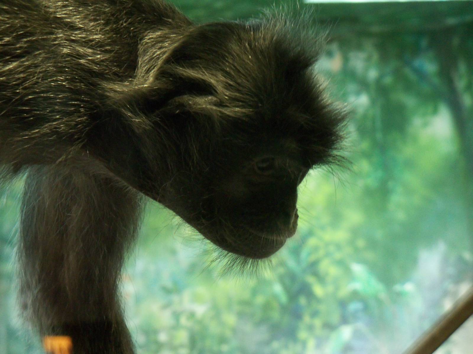 Silvered Leaf Langur