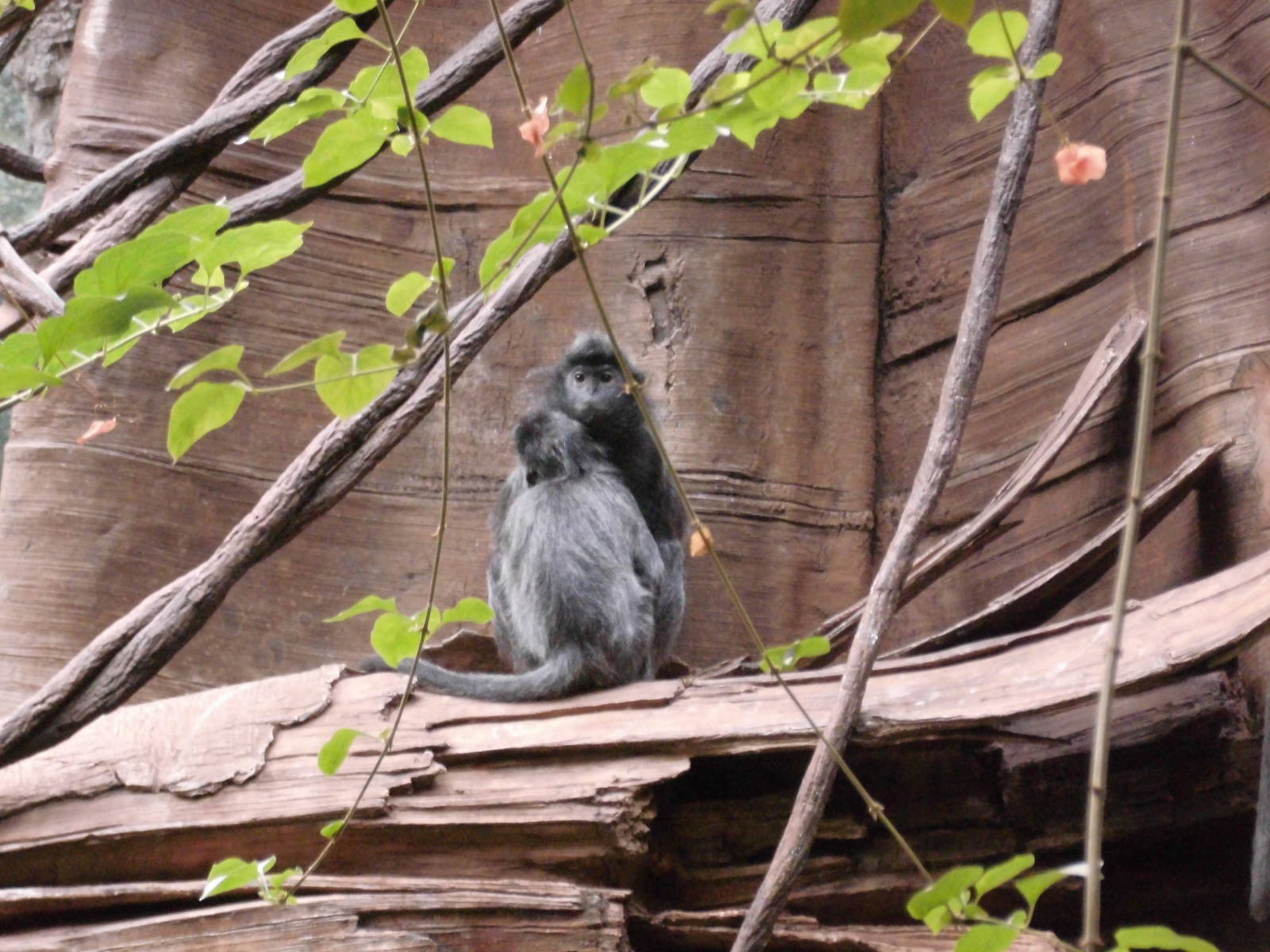 Silvered leaf monkey at Bronx zoo 2014-12-27