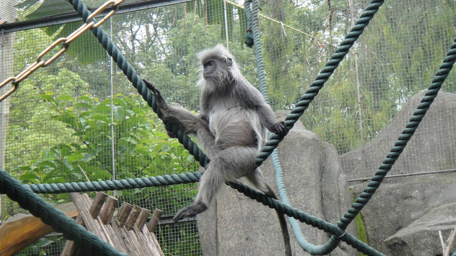 Silvered leaf monkey at Nanning zoo 2013-4-27
