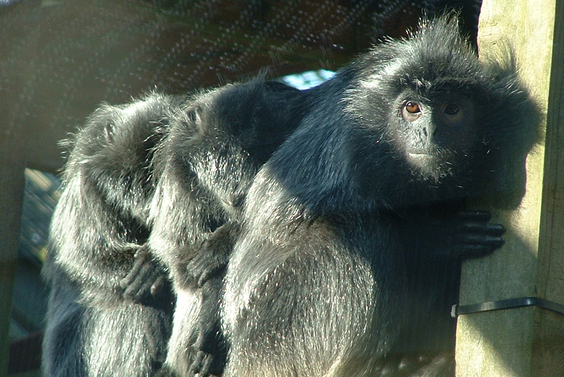 Silvered Leaf Monkey - Colchester 2006