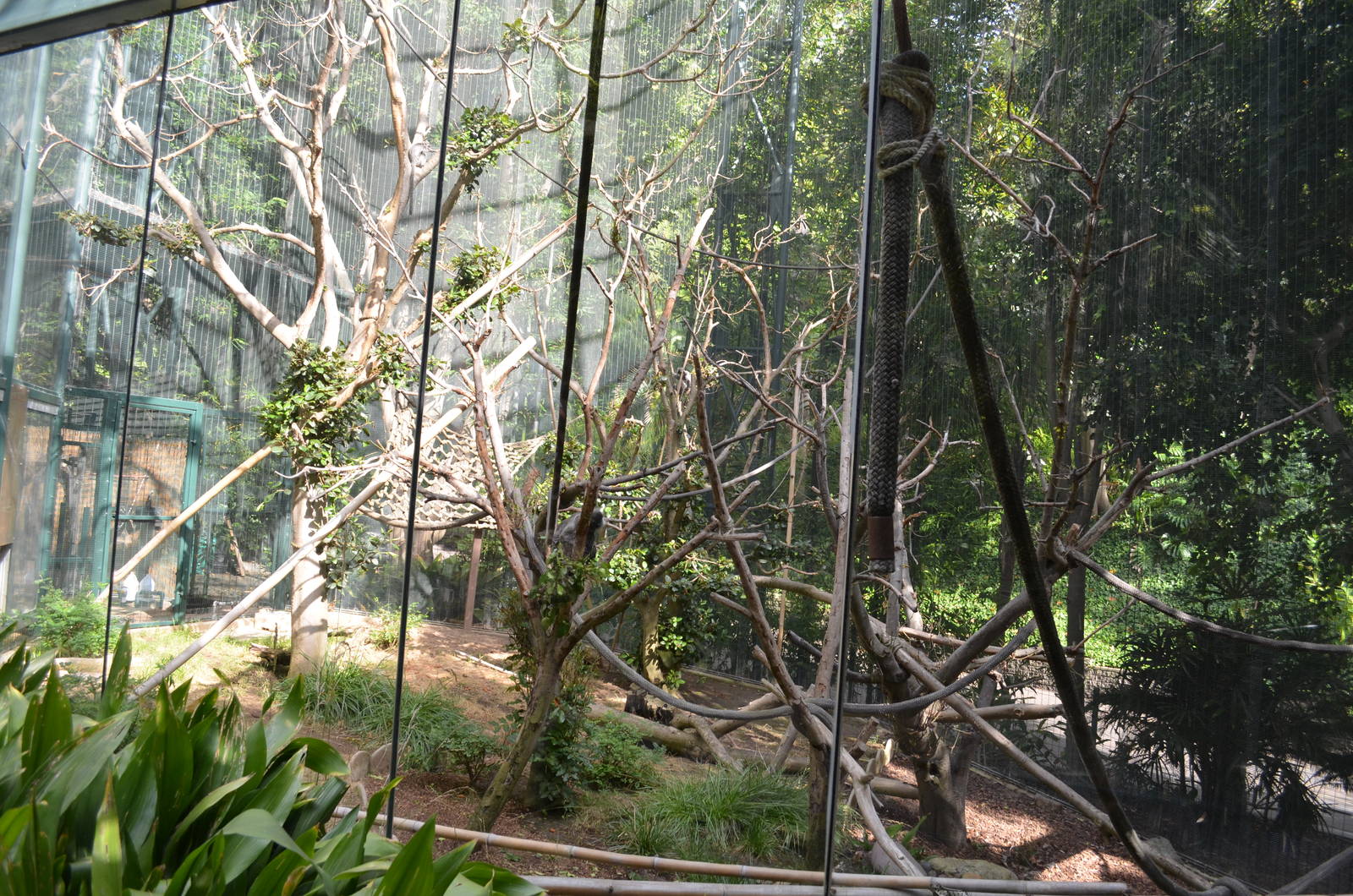 Silvered Leaf Monkey Enclosure