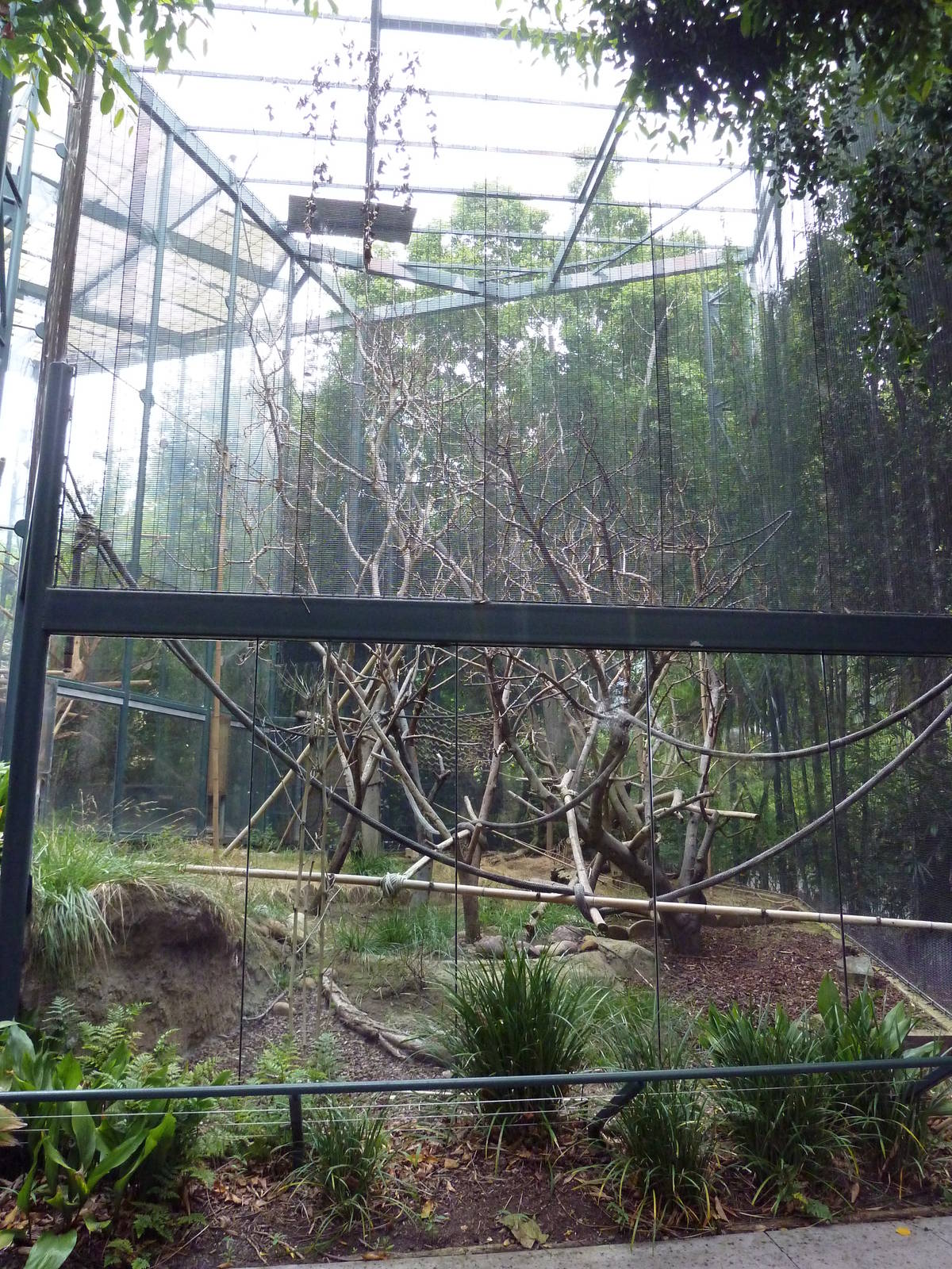 Silvered-Leaf Monkey Exhibit