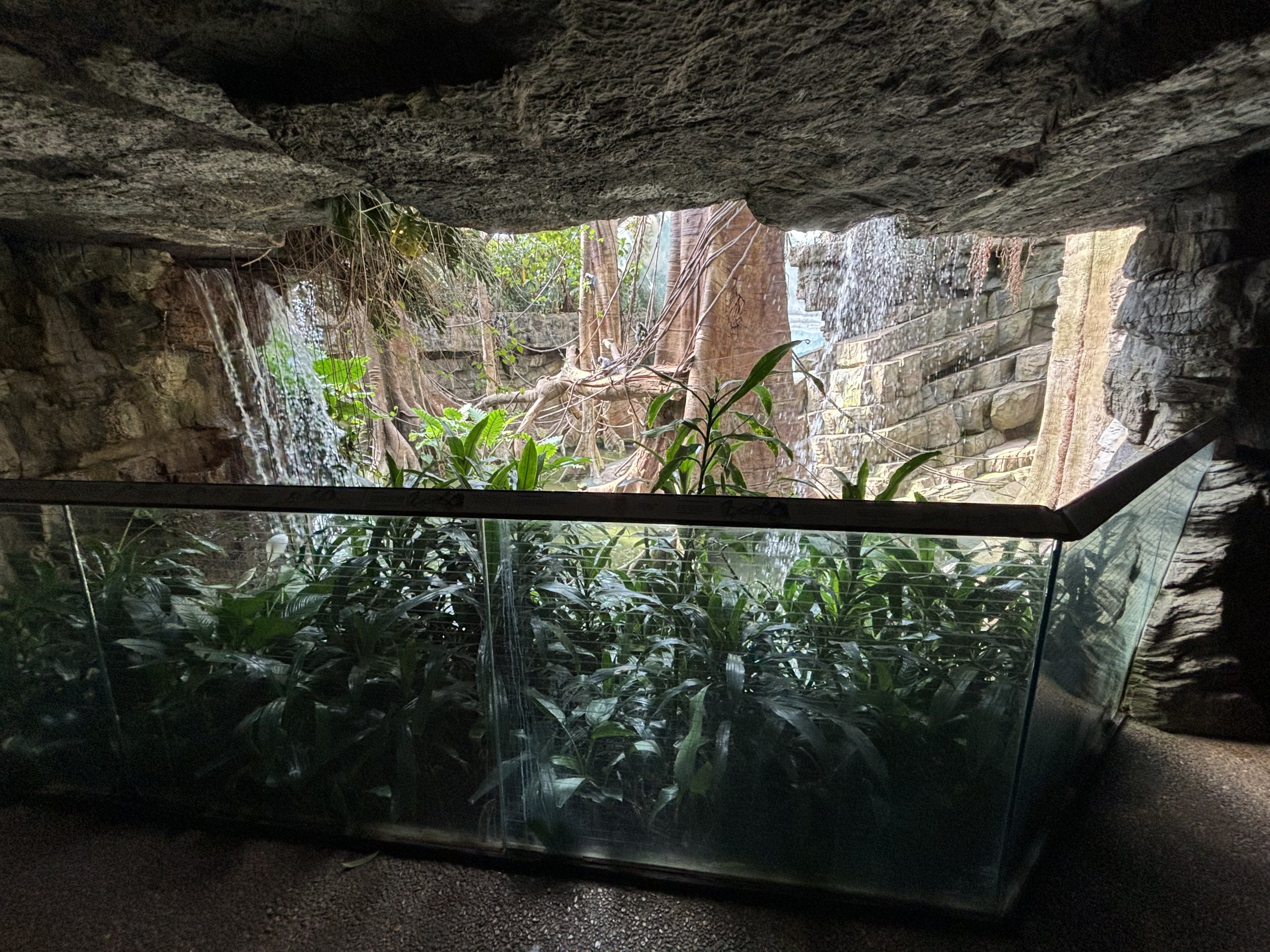 Silvered Leaf Monkey Exhibit